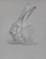 Matthew Tarini, Untitled - Hare (portrait), drawing, 12 x 9"