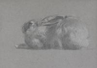 Matthew Tarini, Untitled - Hare (profile, drawing, 12 x 9"