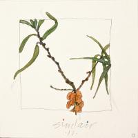 Robert Sinclair, Hidden Treasure, watercolour, 6 x 6"